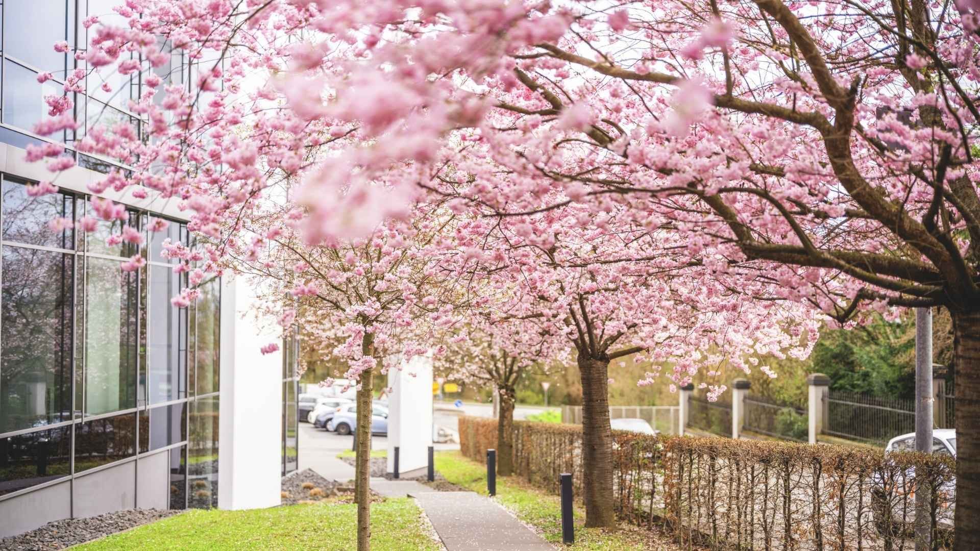Cherry-Blossoms-TEC-Center-Eingang