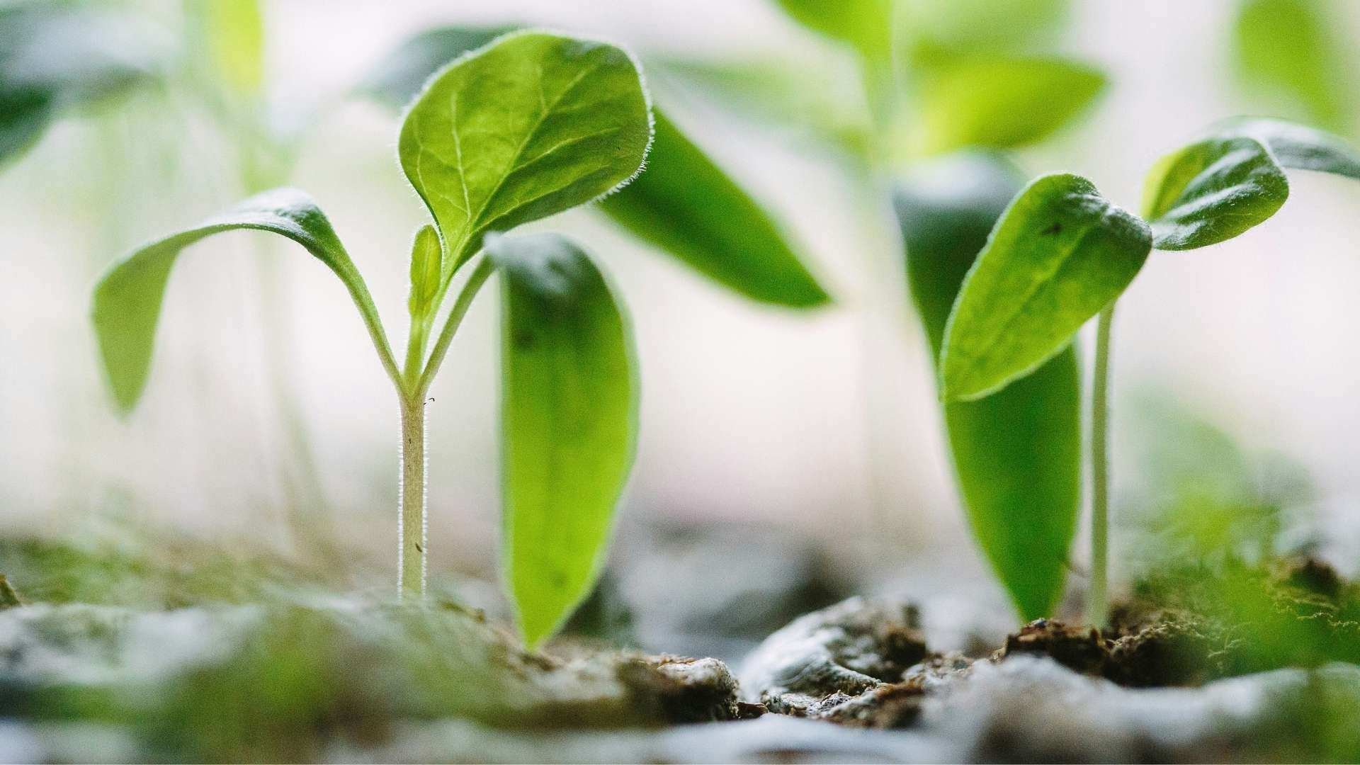 Lohmann-sustainability-small-green-prants-sprouting-from-the-ground